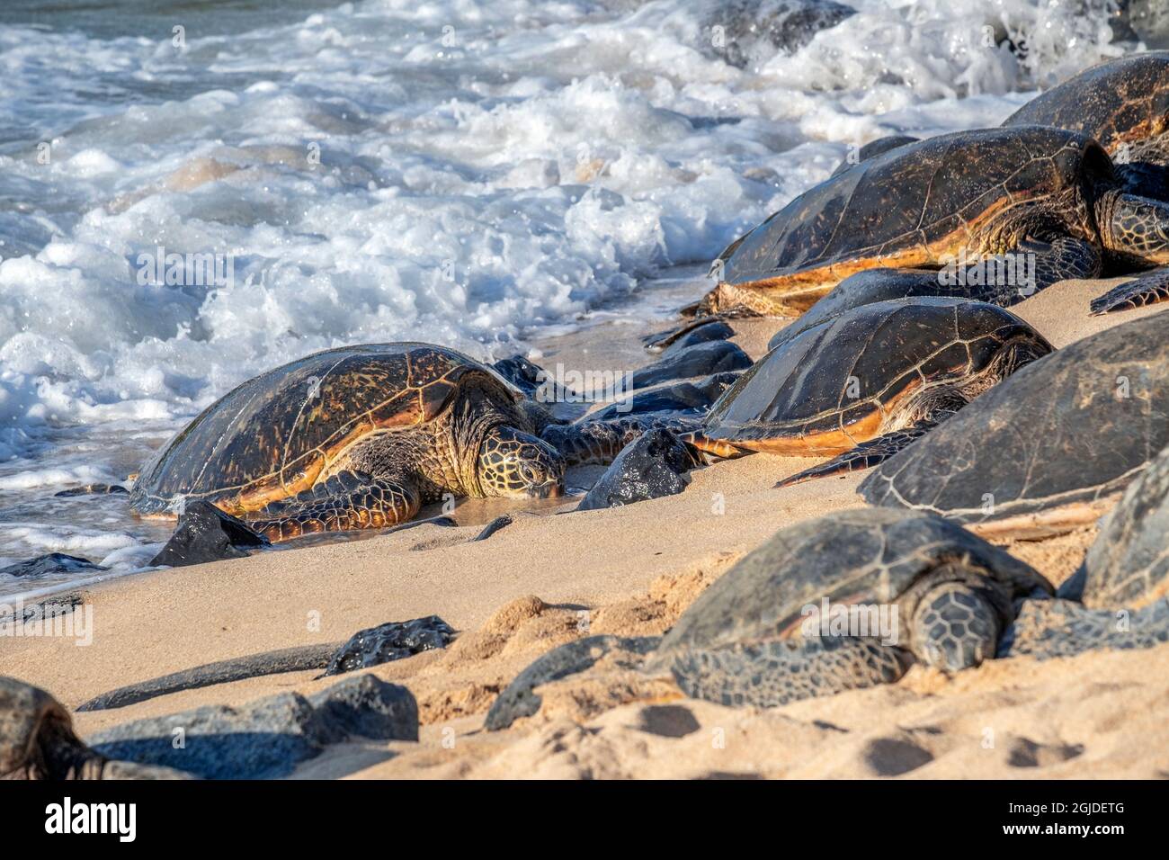 Green Sea Turtles, Maui, Hawaii, USA. Stock Photo