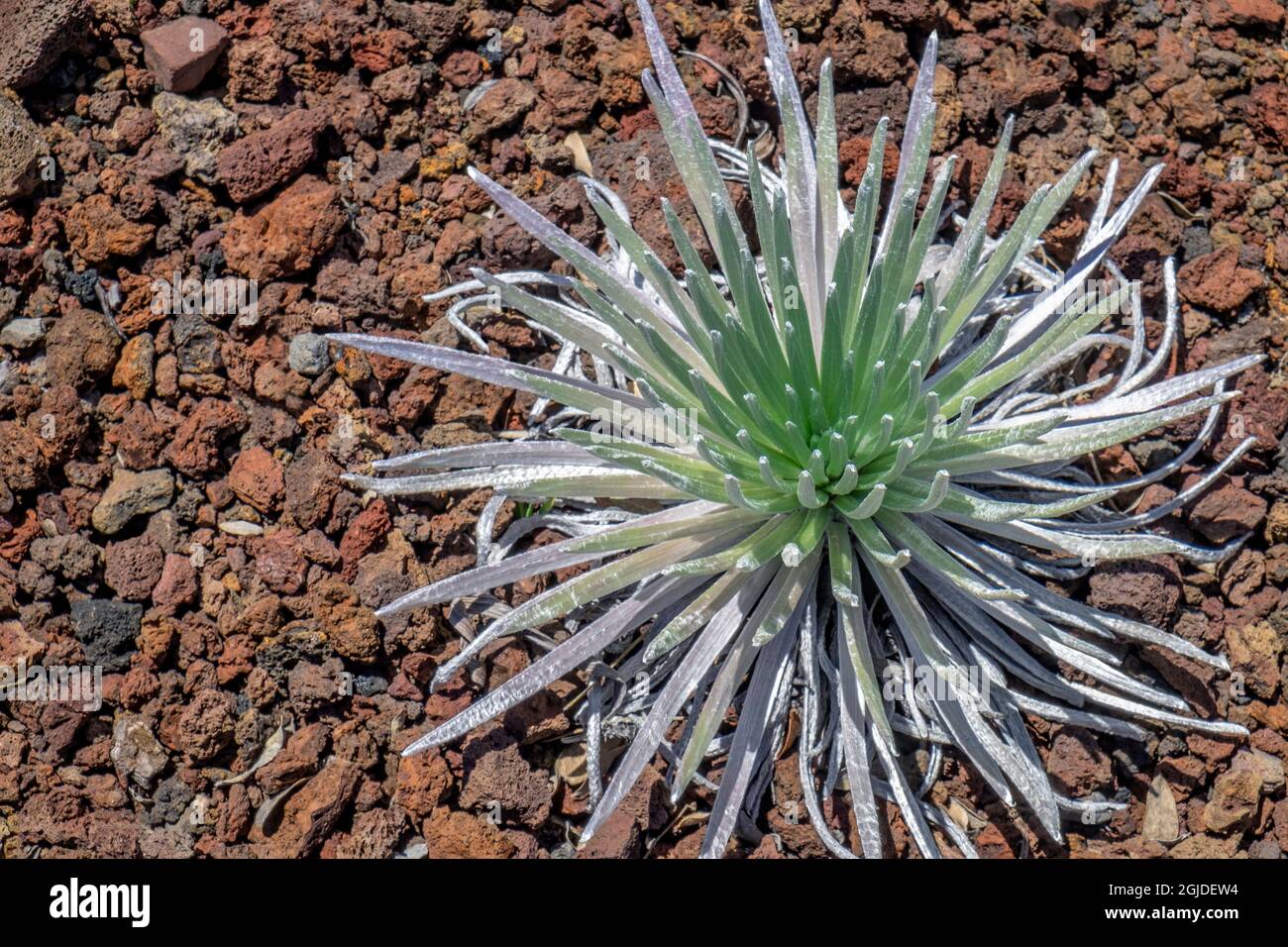 Haleakala silversword, Maui, Hawaii, USA. Stock Photo