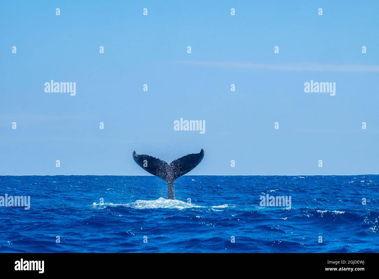 Humpback whale tail Stock Photo