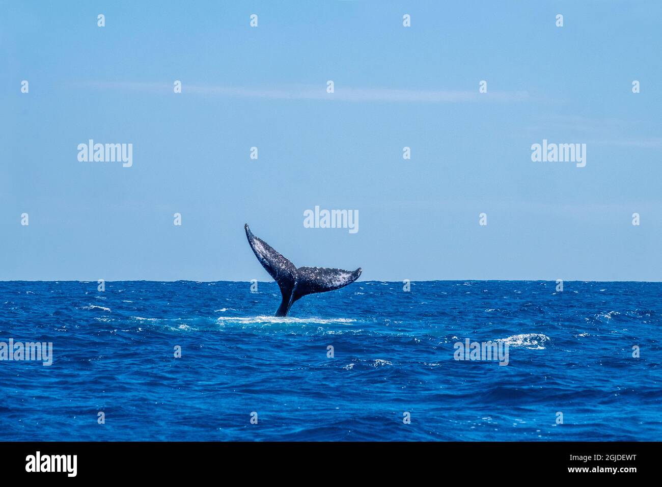Humpback whale tail Stock Photo
