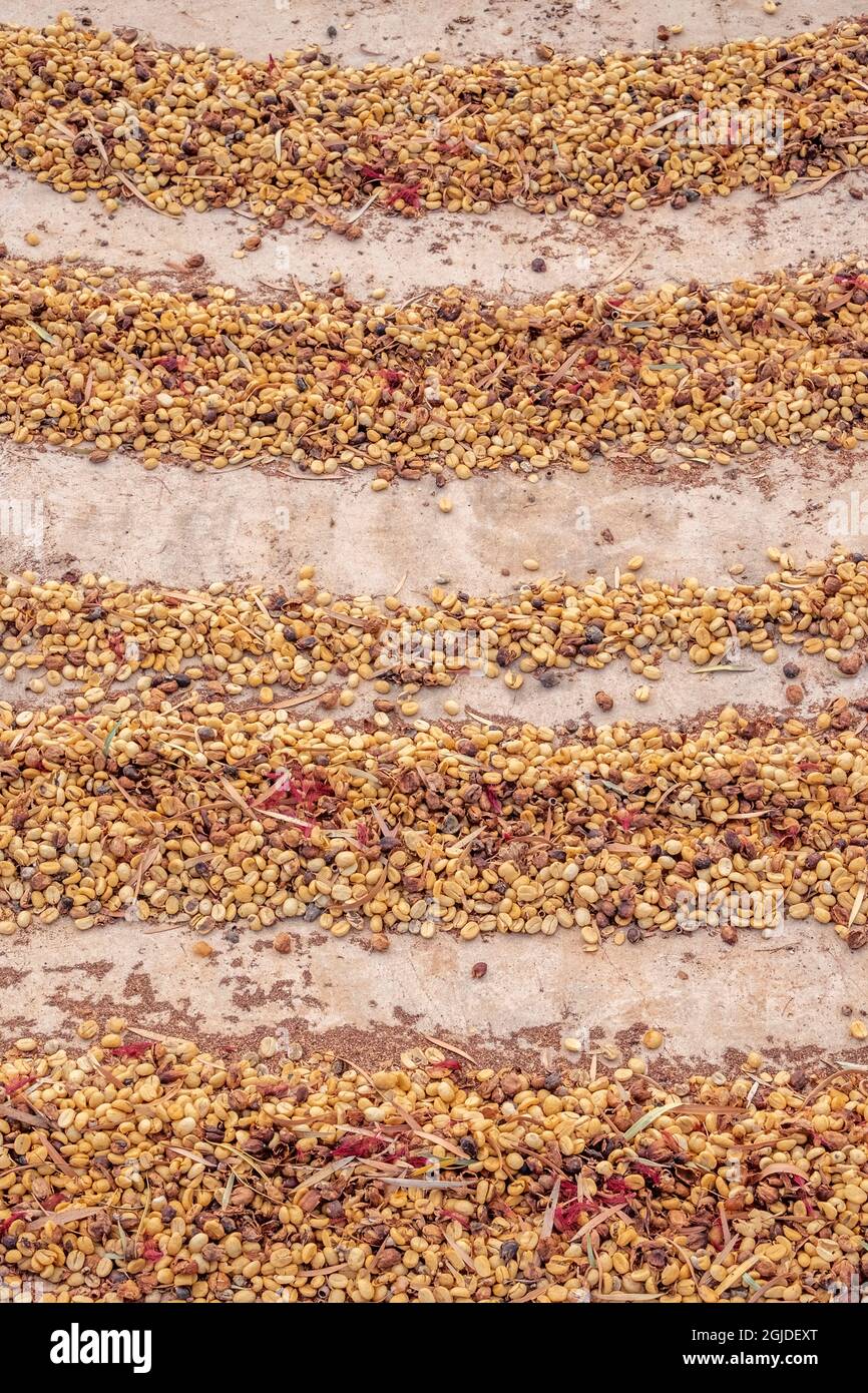Kauai Coffee beans drying, Kauai, Hawaii, USA. Stock Photo