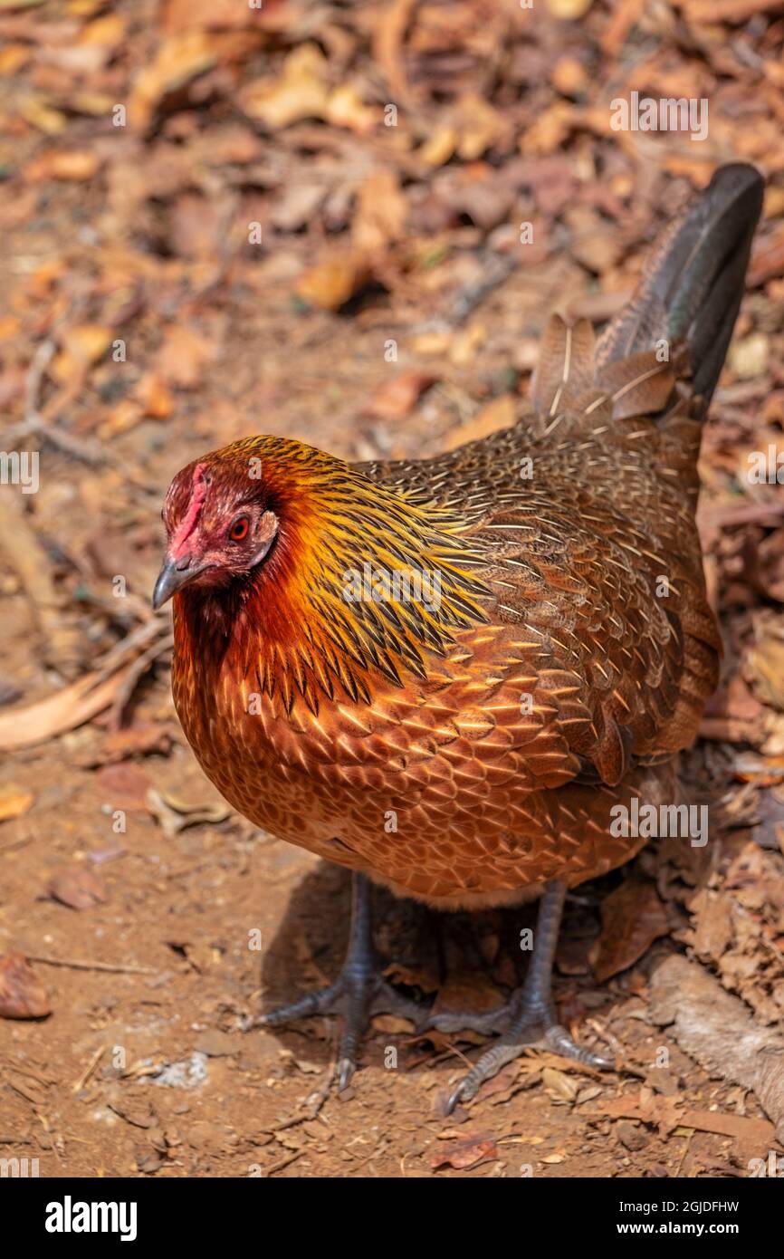 Feral chicken, Kauai, Hawaii, USA Stock Photo Alamy