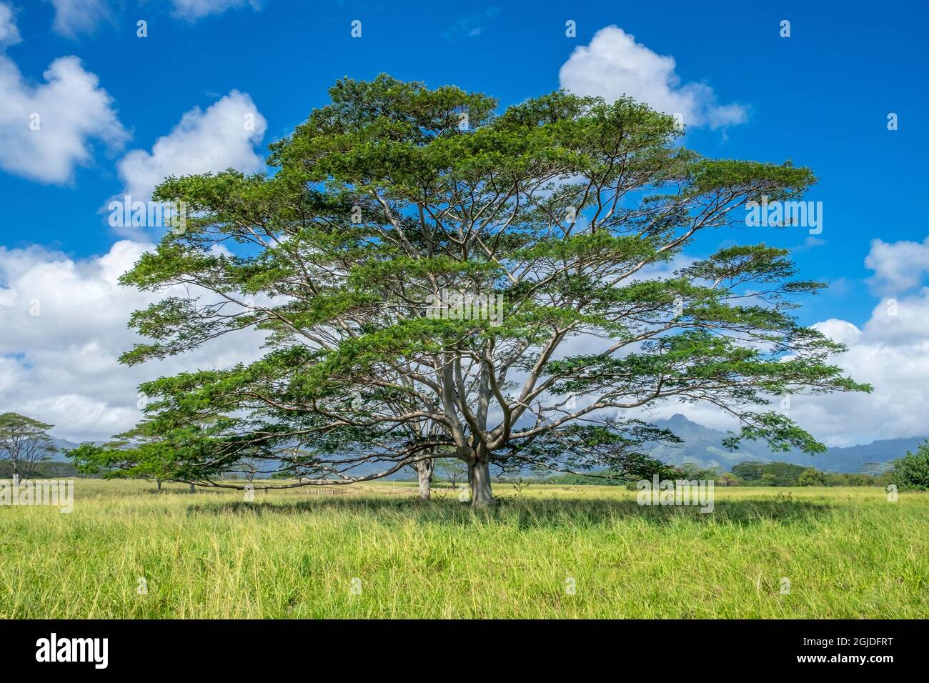 Monkeypod tree hawaii hires stock photography and images Alamy