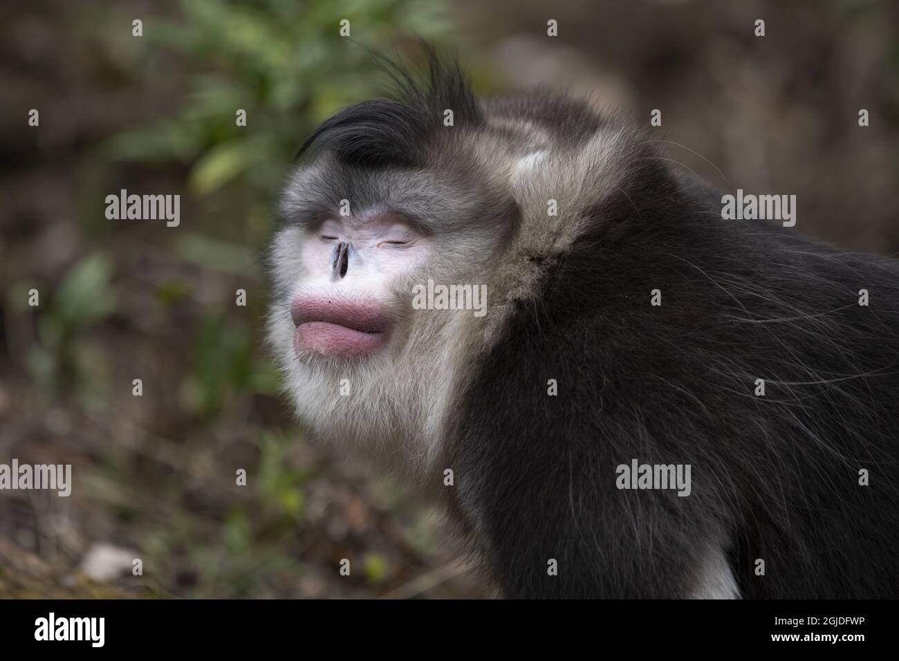 Black Snub-nosed Monkey, Syn Black and White Snub-nosed Monkey (Rhinopithecus bieti ). Photo: Magnus Martinsson / TT / code 2734 Stock Photo