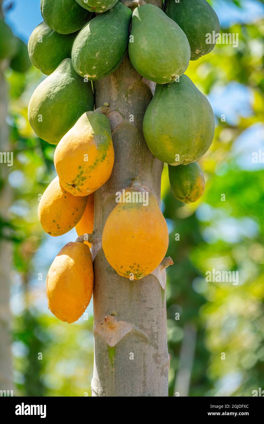 Papaya Plantation, Kauai, Hawaii, USA Stock Photo Alamy