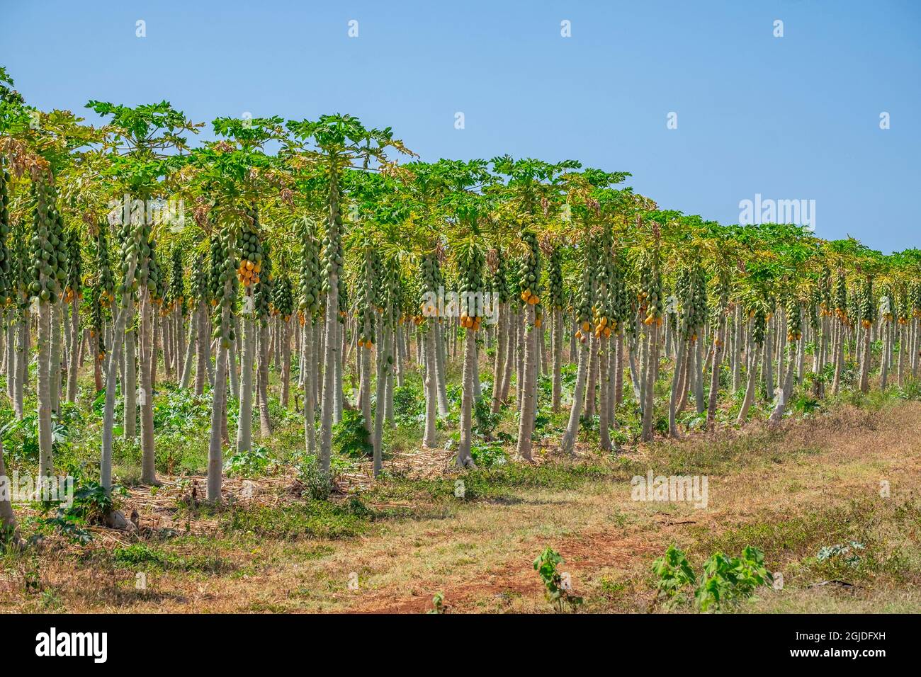 Papaya plantation, Kauai, Hawaii, USA Stock Photo Alamy