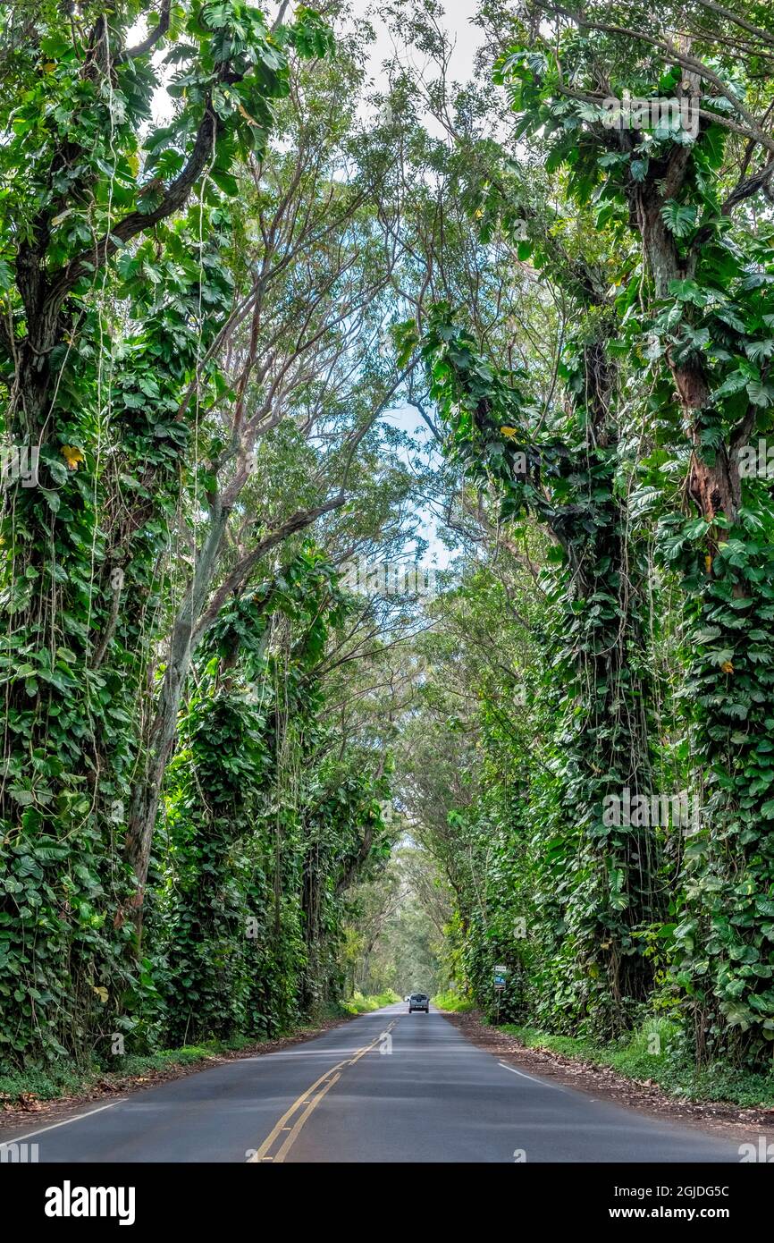 Maluhia road trees hires stock photography and images Alamy