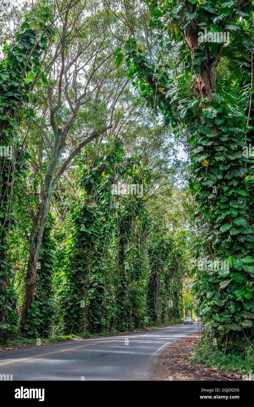 Maluhia road trees hires stock photography and images Alamy