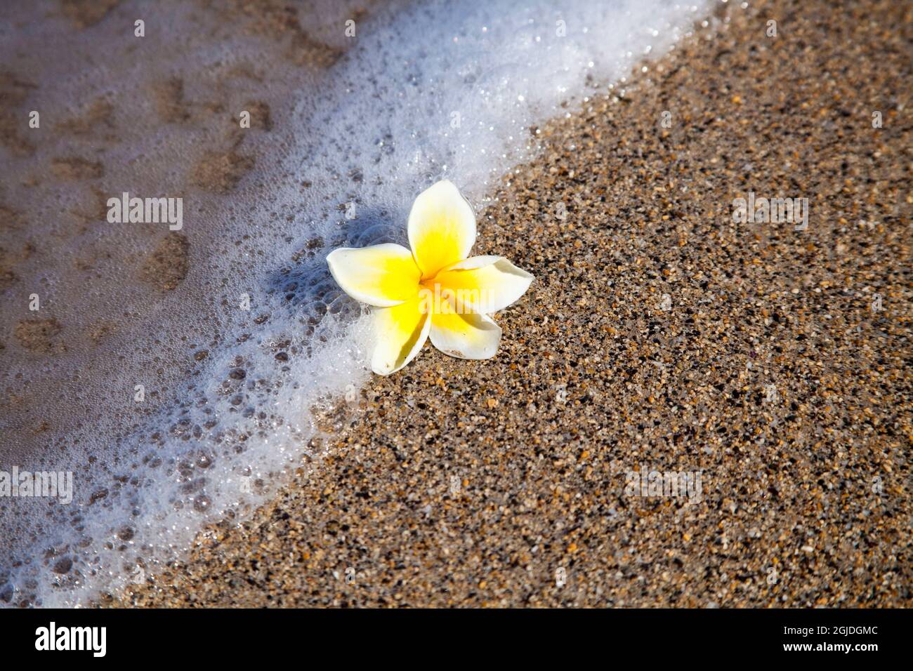 USA, Hawaii, Maui, Kihei beach with fallen Plumeria bloom surfline Stock Photo