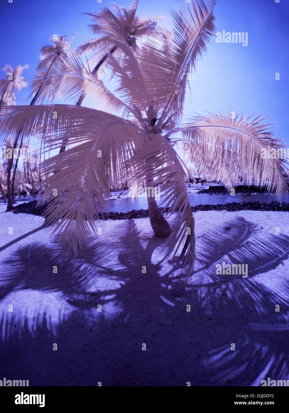 Palm trees and shadows along the beach Stock Photo - Alamy