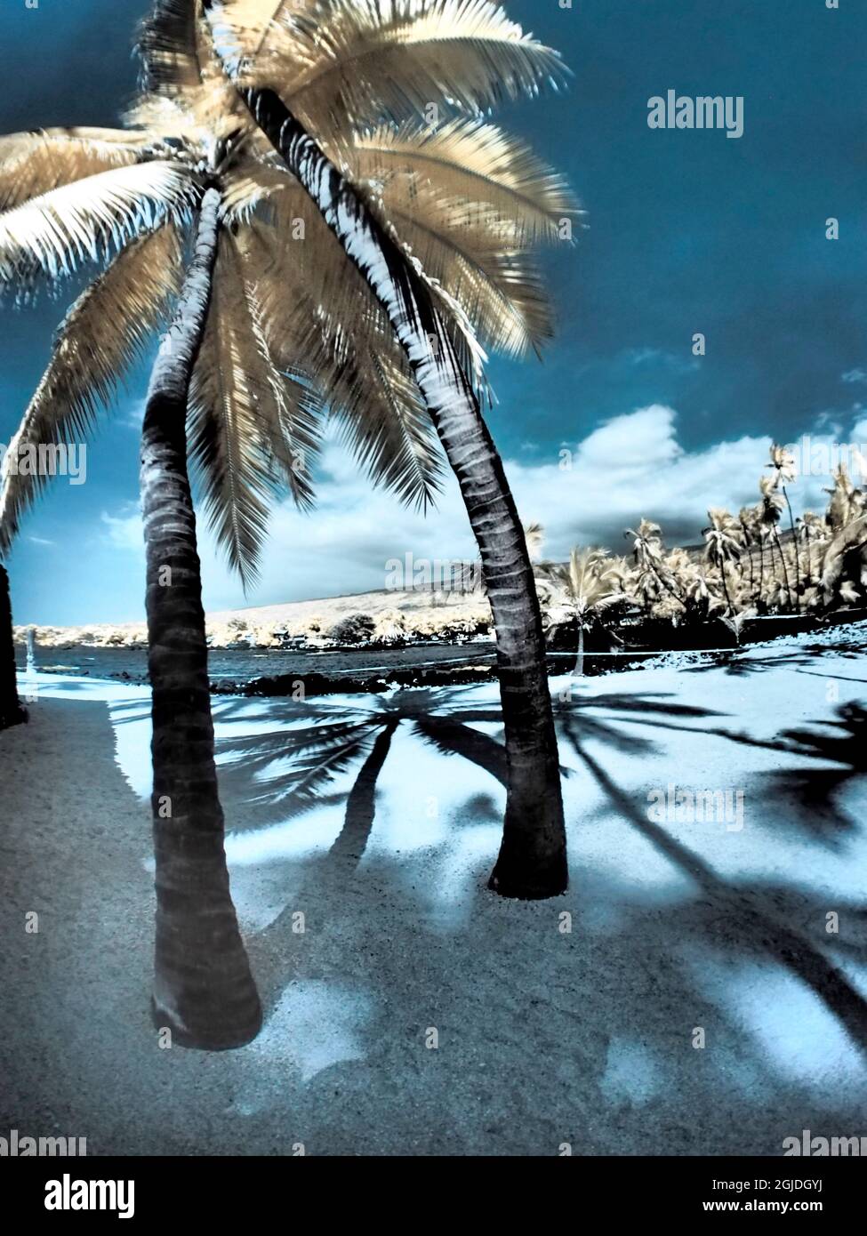 Palm trees and shadows along the beach Stock Photo - Alamy
