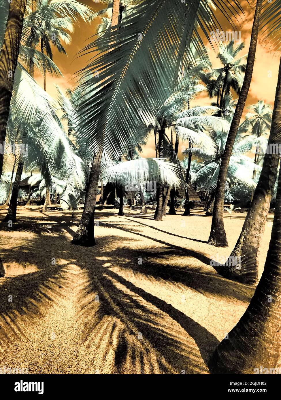 Palm trees with shadows hi-res stock photography and images - Alamy