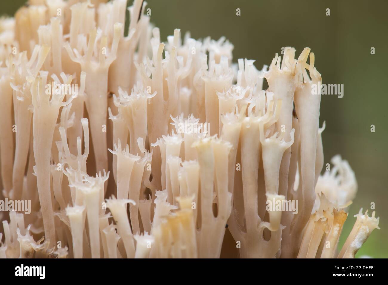Kandelabersvamp (Artomyces pyxidatus). Crown-tipped Coral Fungus (Artomyces pyxidatus). Foto: Magnus Martinsson / TT / 2734 Stock Photo