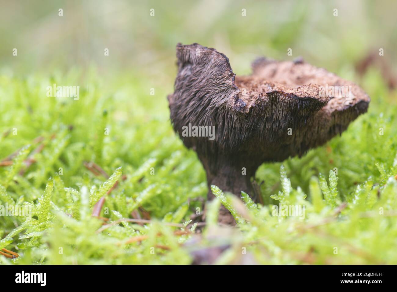 Raggtaggsvamp (Hydnellum mirabile). Hydnellum mirabile (Fr.) P. Karst. 1879 Foto: Magnus Martinsson / TT / 2734  Stock Photo