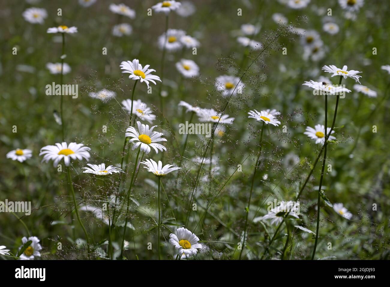 Marguerite daisy (Argyranthemum frutescens( Photo Janerik Henriksson / TT code 10010  Stock Photo