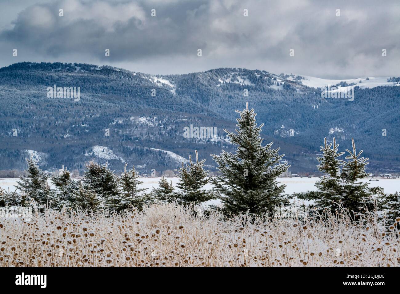 Evergreen trees in winter with Teton Mountains in distance, Driggs