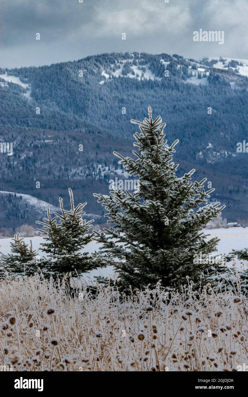 Evergreen trees in winter with Teton Mountains in distance, Driggs