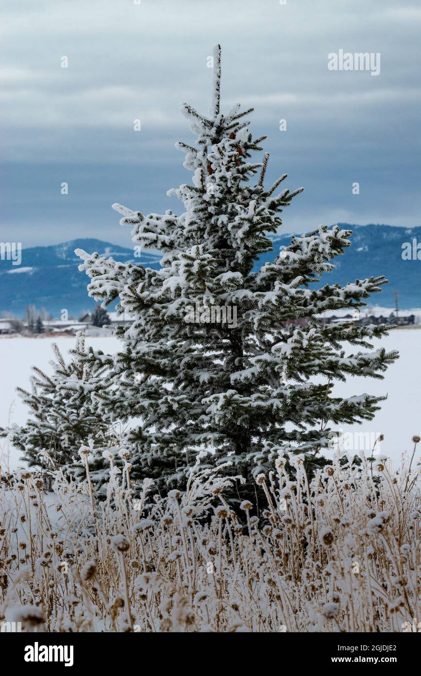 Evergreen tree in winter with Teton Mountains in distance, Driggs