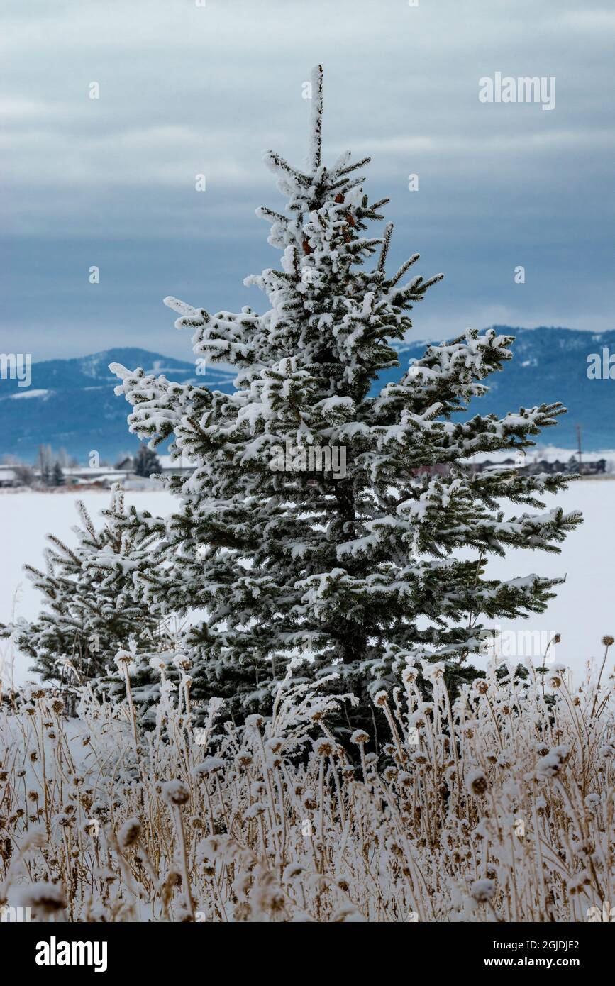Evergreen tree in winter with Teton Mountains in distance, Driggs, Idaho Stock Photo