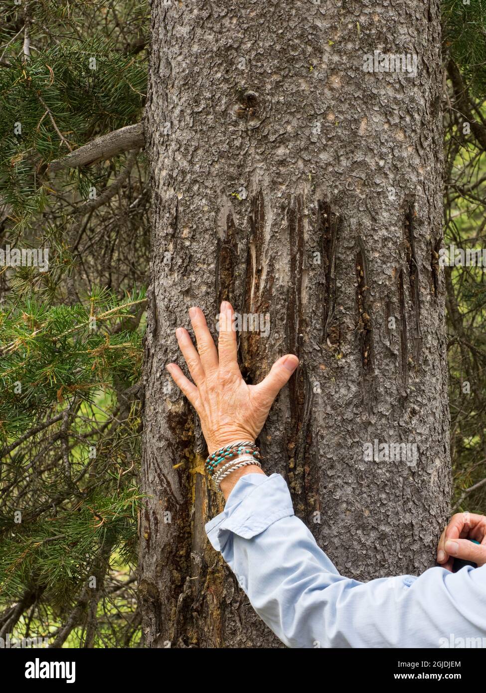 Bear scratch marks and hand on tree, Victor, Idaho. Scent mark for