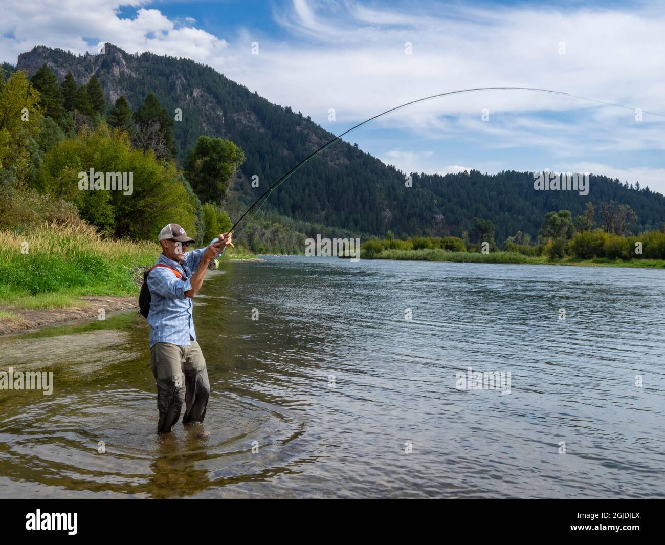 Fisherman is playing a large trout on his fly rod. South Fork of Snake