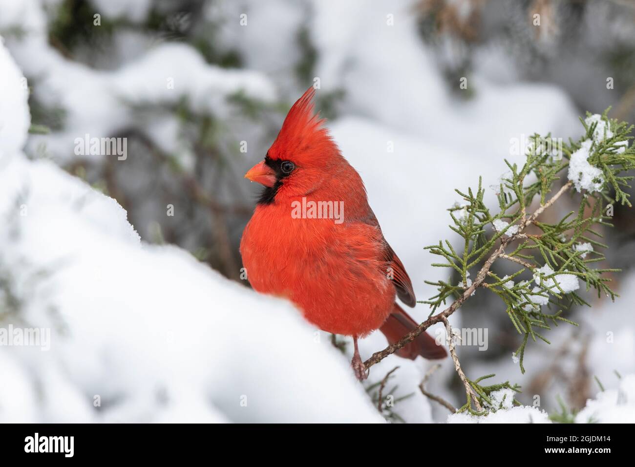 Cartoon cardinal hi-res stock photography and images - Alamy