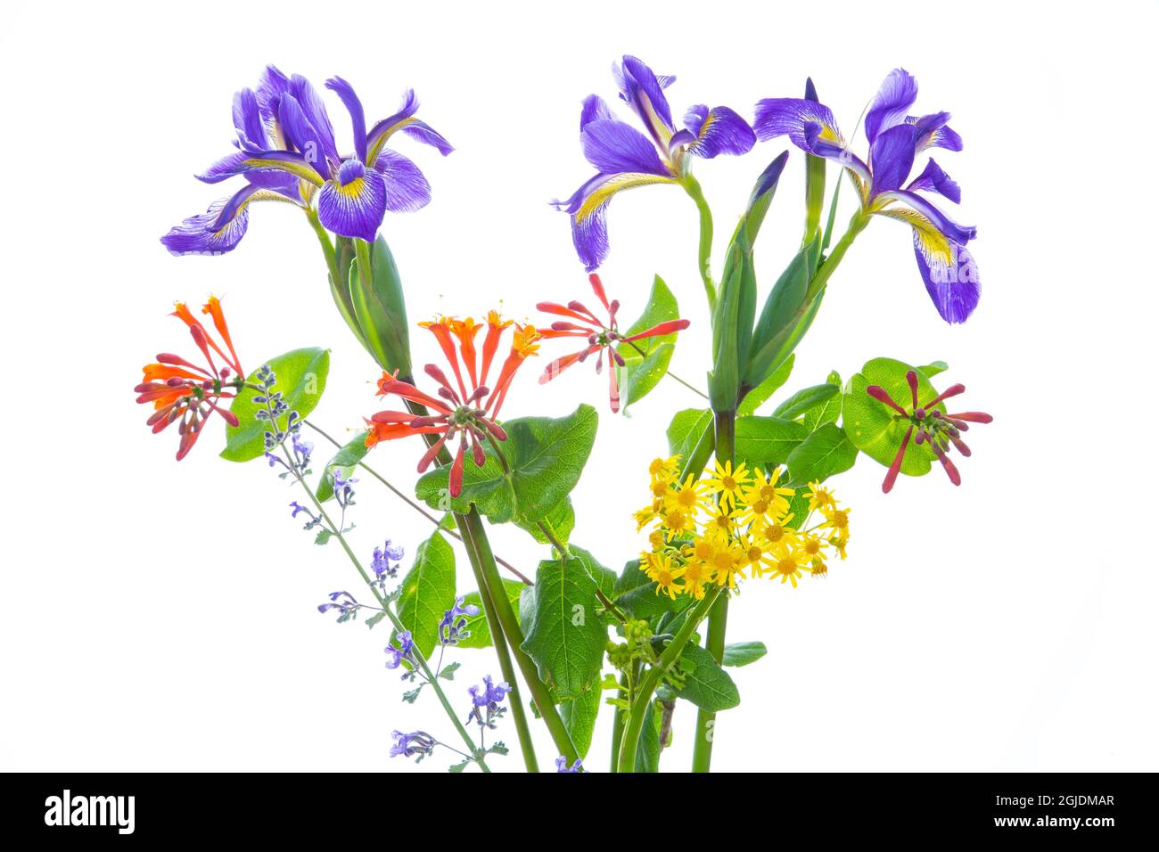 Blue Flag Iris, Dropmore Scarlet Honeysuckle, Russian Sage and Butterweed. Marion County, Illinois, USA. Stock Photo