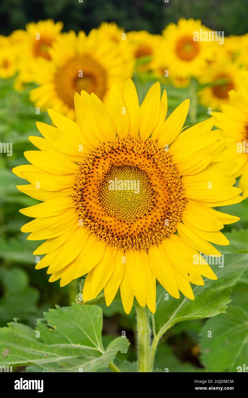 Sunflower in field. Jasper County, Illinois, USA Stock Photo Alamy