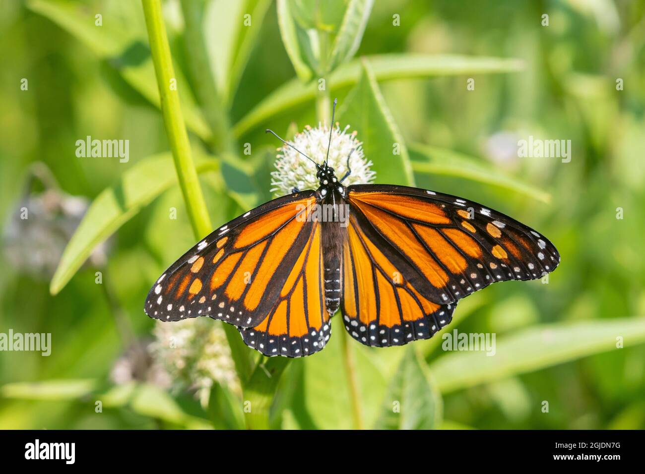 Monarch (Danaus plexippus) on Rattlesnake Master (Eryngium yuccifolium), Marion County, Illinois. Stock Photo