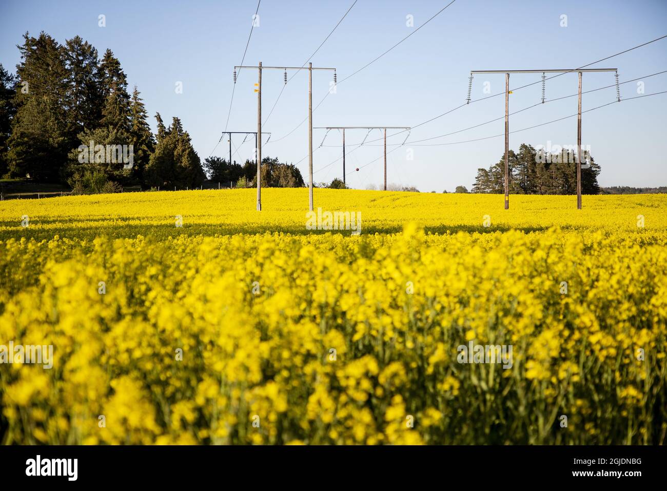 Power lines above a yellow rapeseed field Photo: Christine Olsson / TT / code 11086  Stock Photo