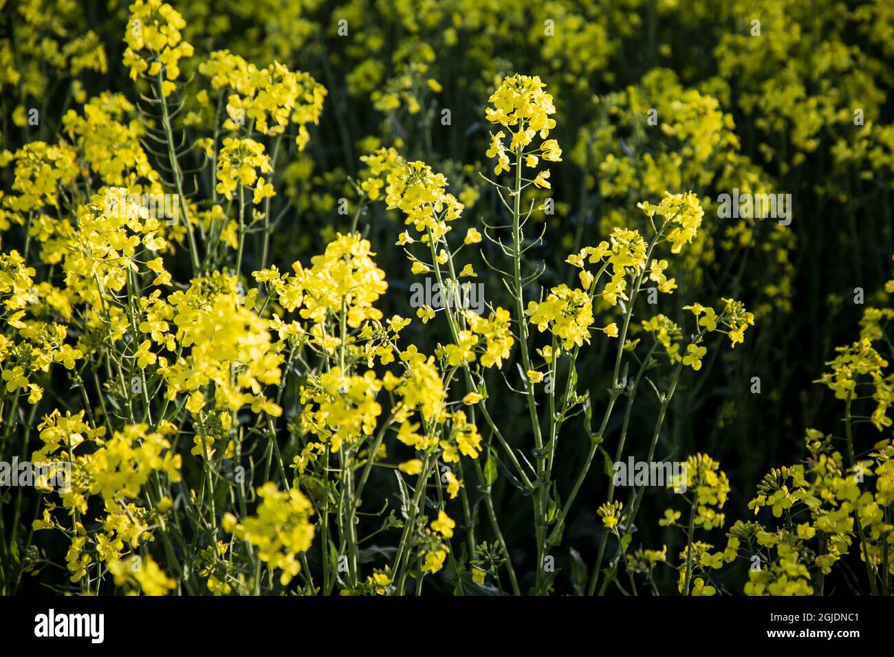 Yellow rapeseed field Photo: Christine Olsson / TT / code 11086 Stock Photo