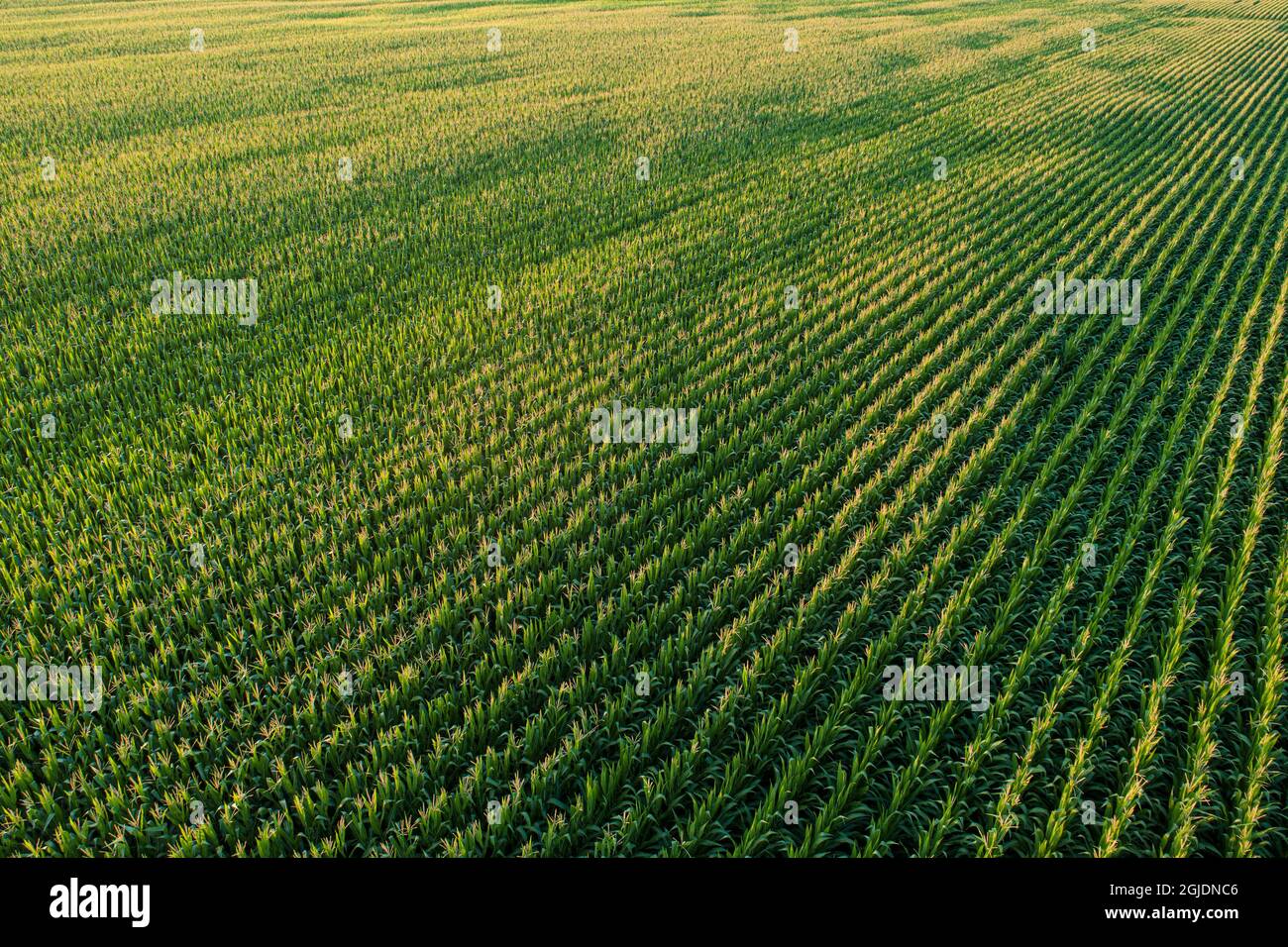 Corn field usa aerial hi-res stock photography and images - Alamy