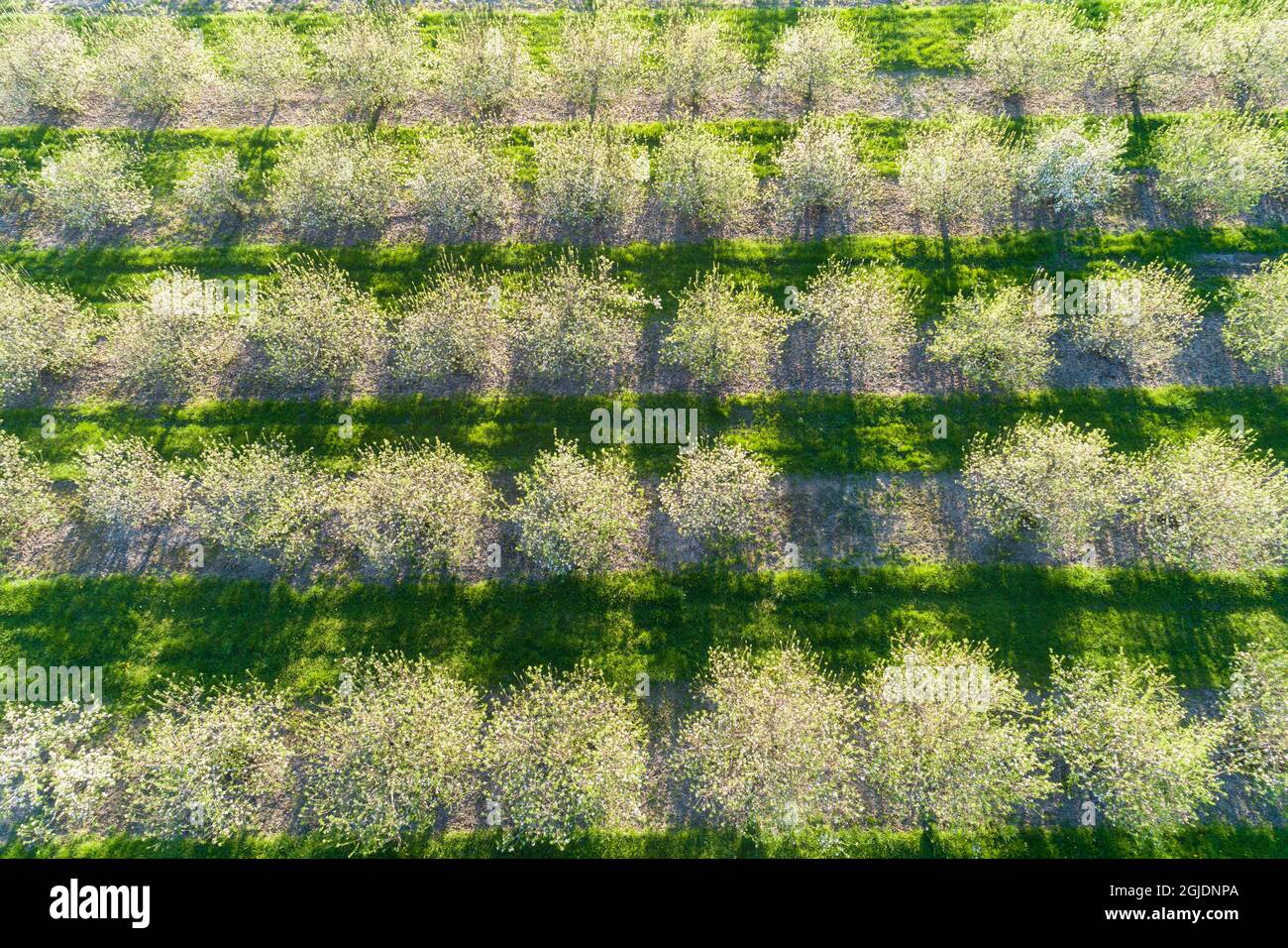 Aerial view apple orchard in hires stock photography and images Alamy