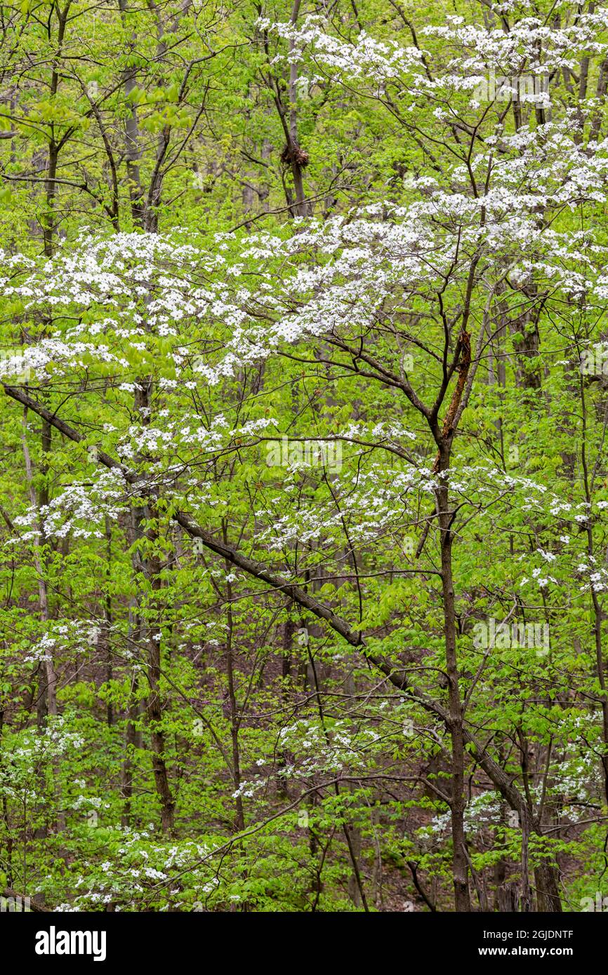 Flowering Dogwood Tree (Cornus florida) in spring Stephen A. Forbes State Recreation Area, Marion County, Illinois. Stock Photo