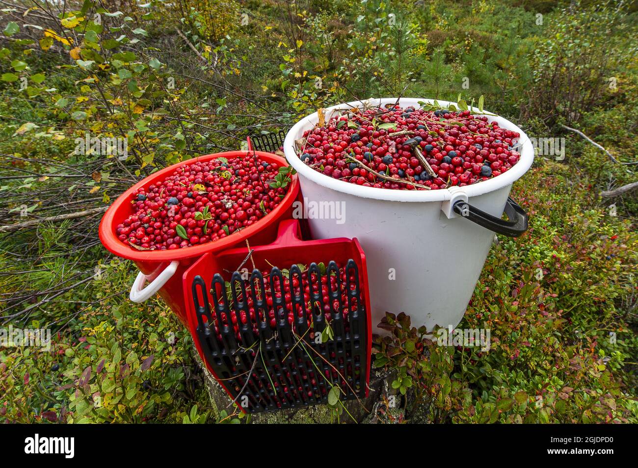 Berry on sale picking rake