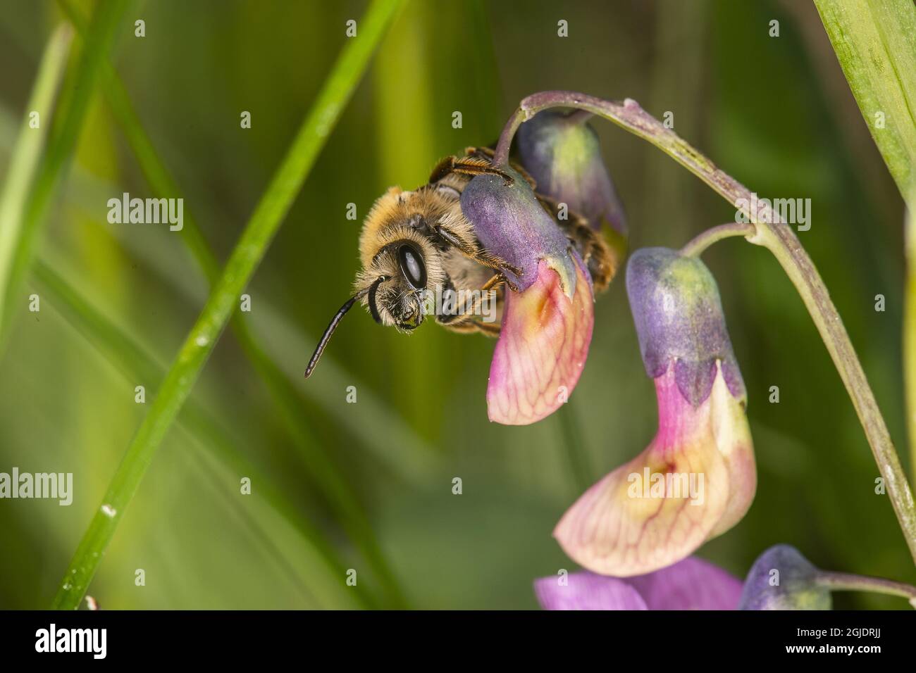 Burbage mining bee (Andrena lathyri) on (Lathyrus linifolius) Photo: Ola Jennersten / TT / code2754  Stock Photo