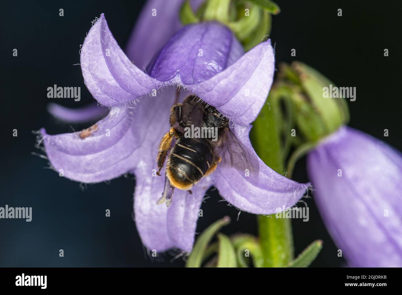 Melitta bee (Melitta haemorrhoidalis) female in (Campanula rapunculoides) Foto: Ola Jennersten / TT / kod 2754  Stock Photo