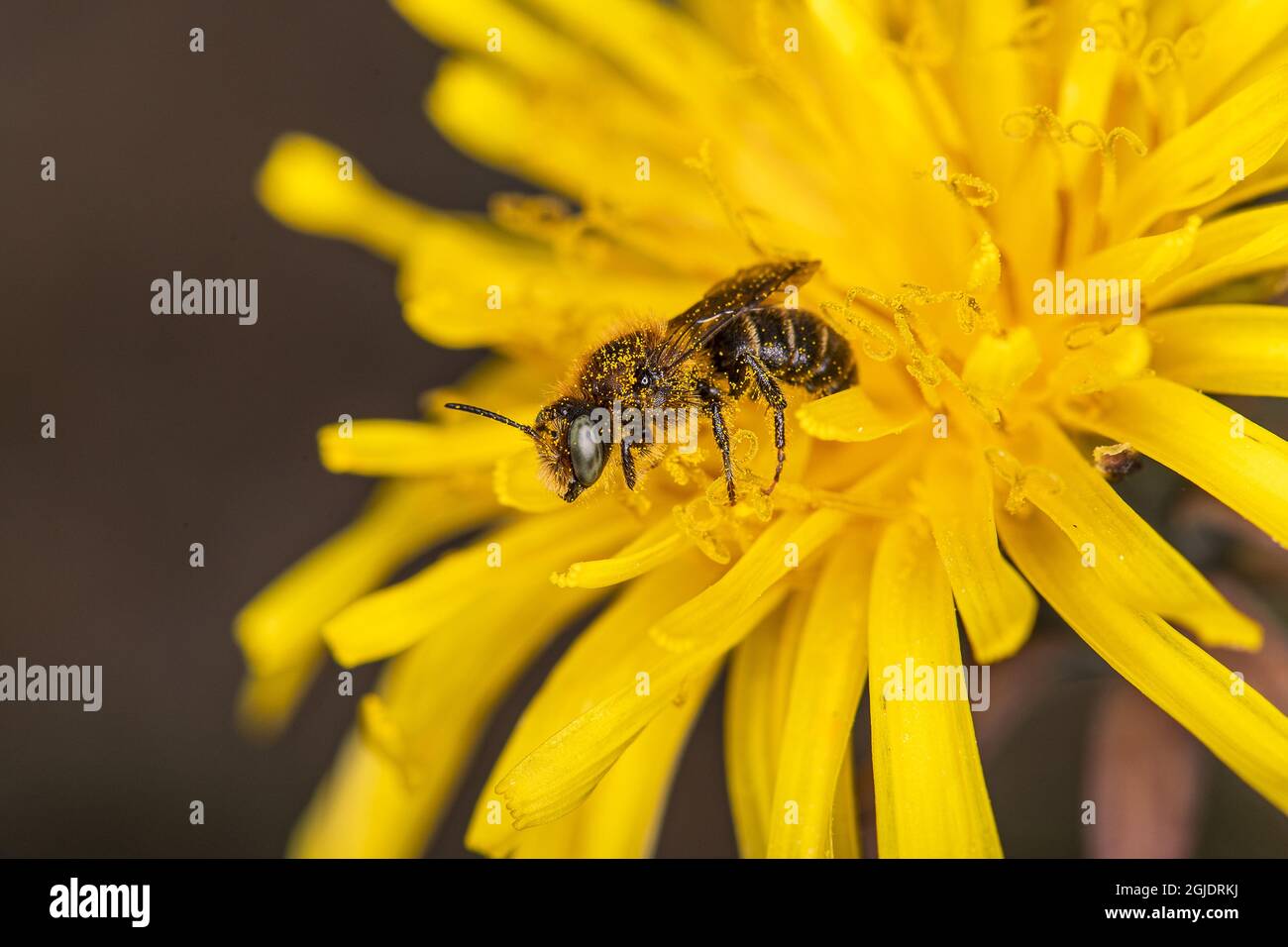 The two-coloured mason-bee (Osmia bicolor), male on dandelion (Taraxacum officinale) Photo: Ola Jennersten / TT / code 2754  Stock Photo