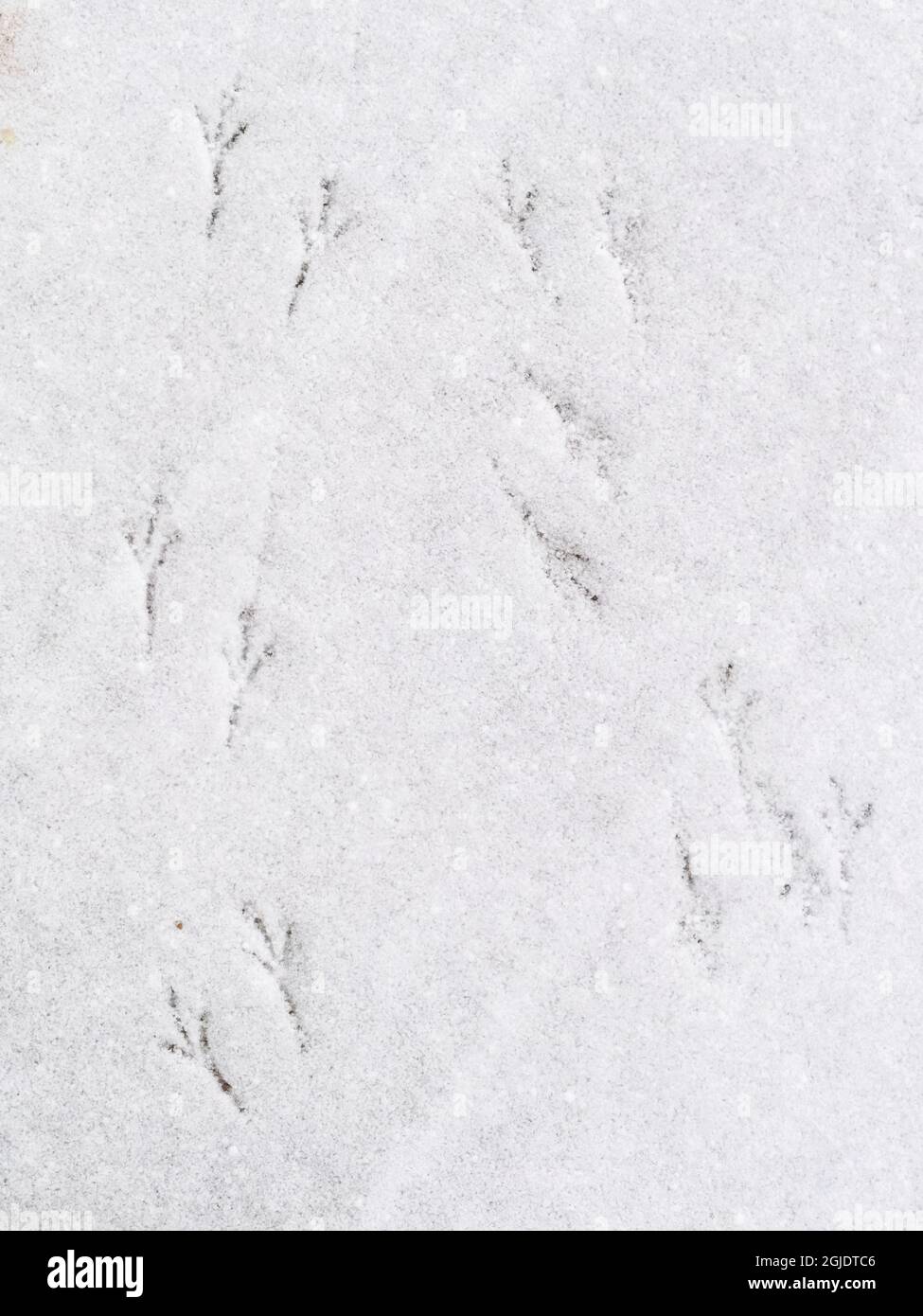 USA, Indiana, Carmel. Bird footprints in snow. Credit as Wendy Kaveney