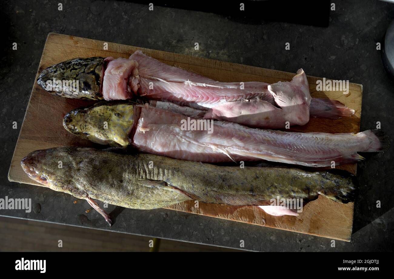 Burbot stew in a white wine cream sauce Photo: Janerik Henriksson / TT ...