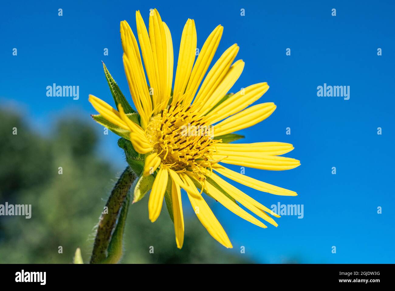Compass plant a species of rosinweeds in full bloom with the sun and blue sky Stock Photo