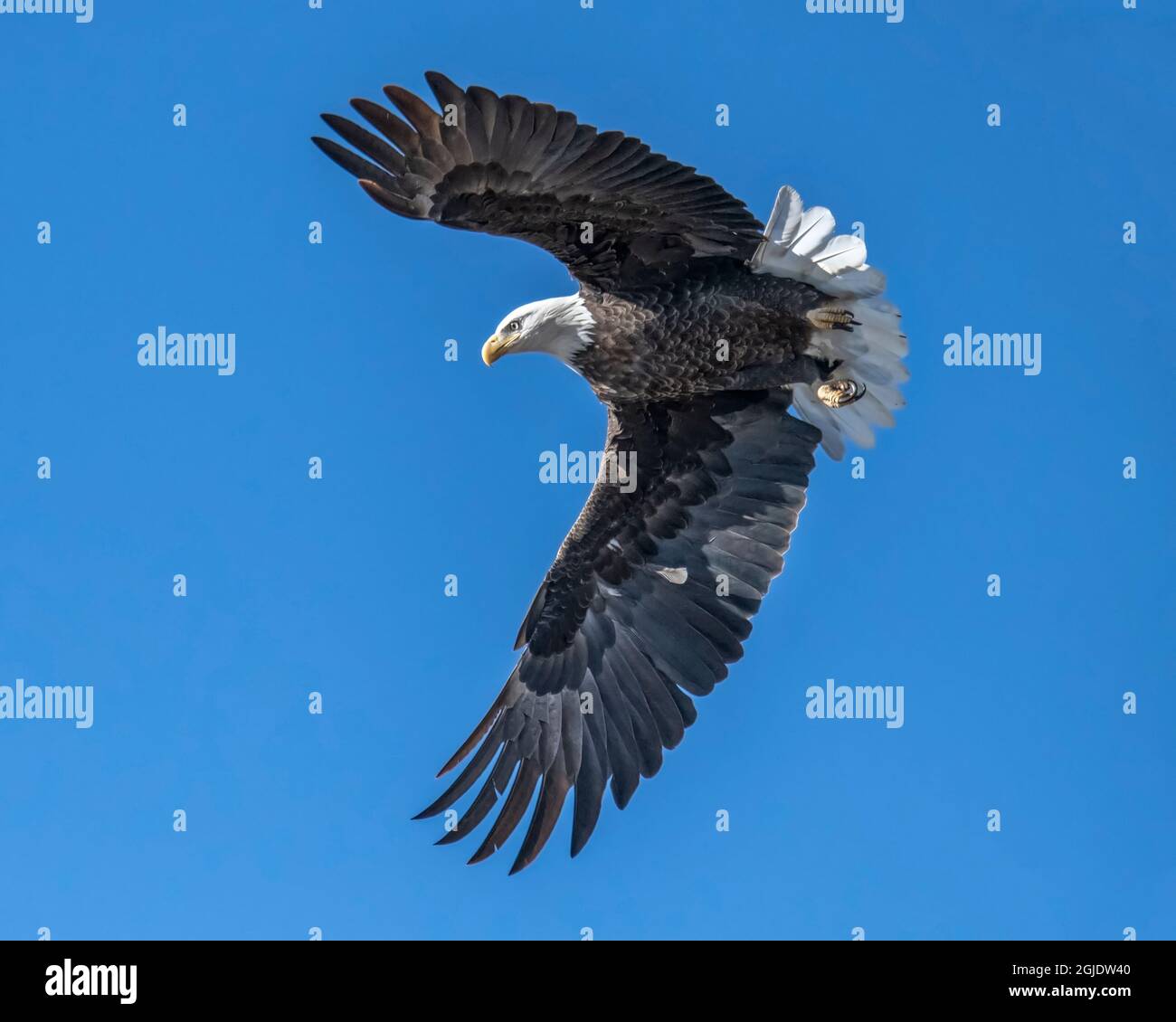 Grab eagle hi-res stock photography and images - Alamy
