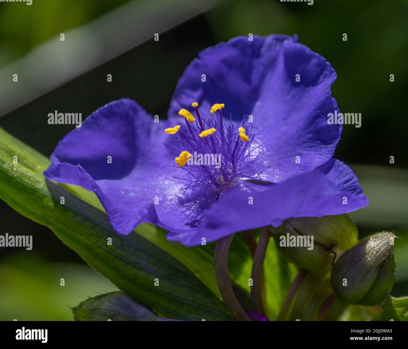 Close-up of Spiderworts at the side of a rarely traveled road. Stock Photo