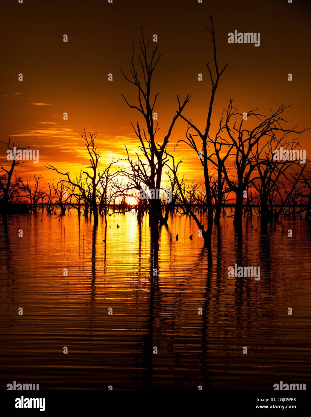 Sunset behind the trees in the water. Stock Photo