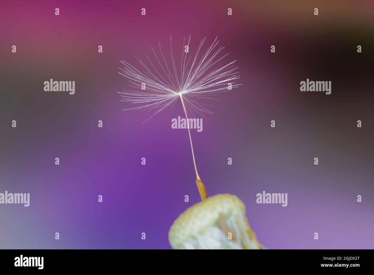 Single dandelion seed, Kentucky Stock Photo