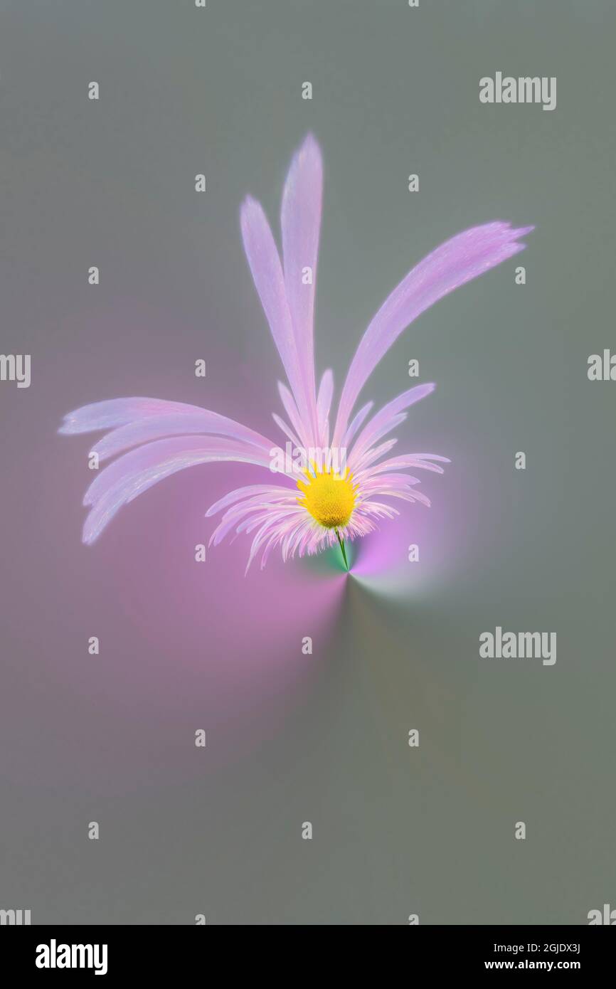 Warped close-up of Daisy fleabane, Kentucky Stock Photo