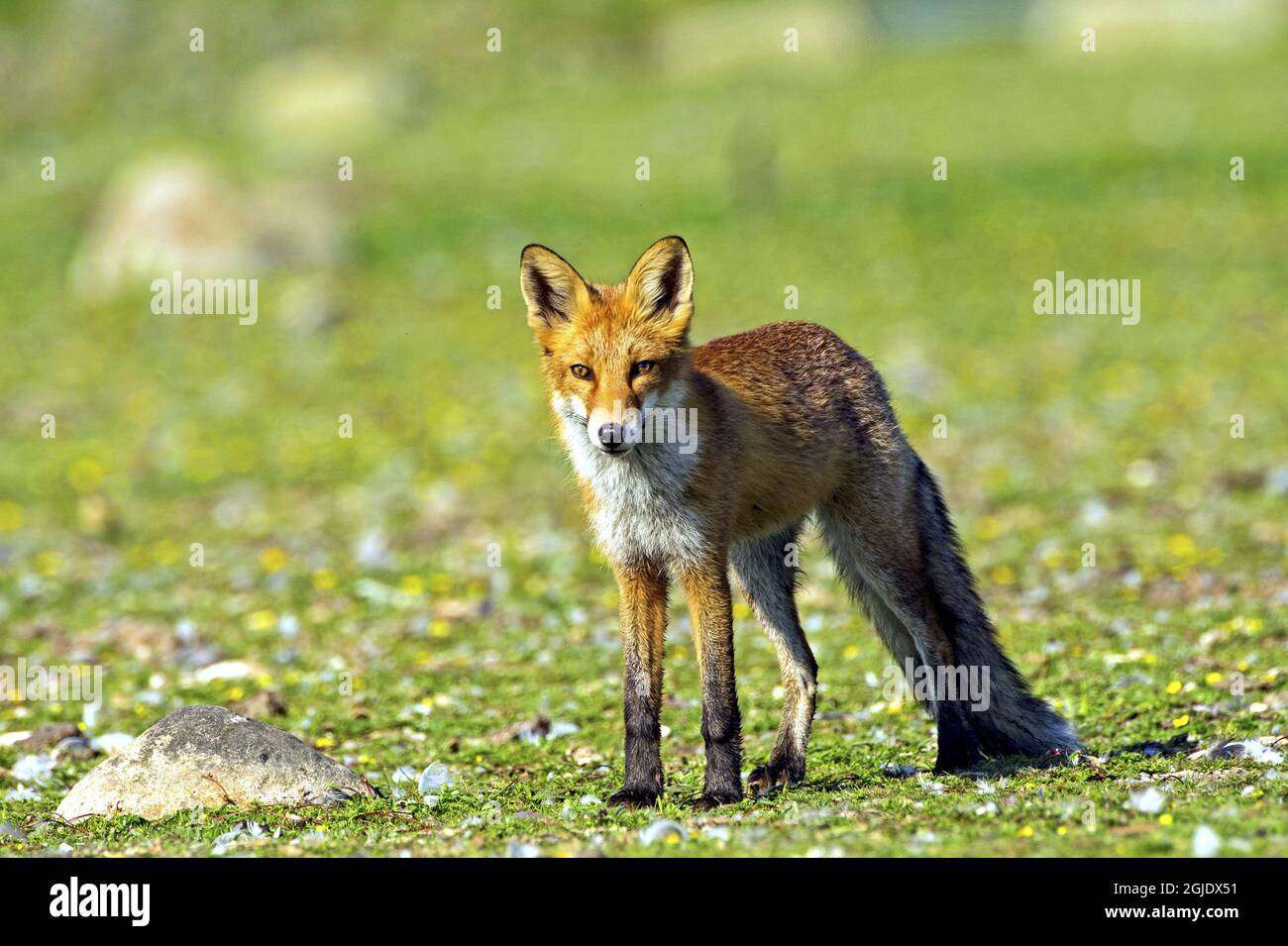 Red fox (Vulpes vulpes) Photo: Bengt Ekman / TT / code 2706  Stock Photo