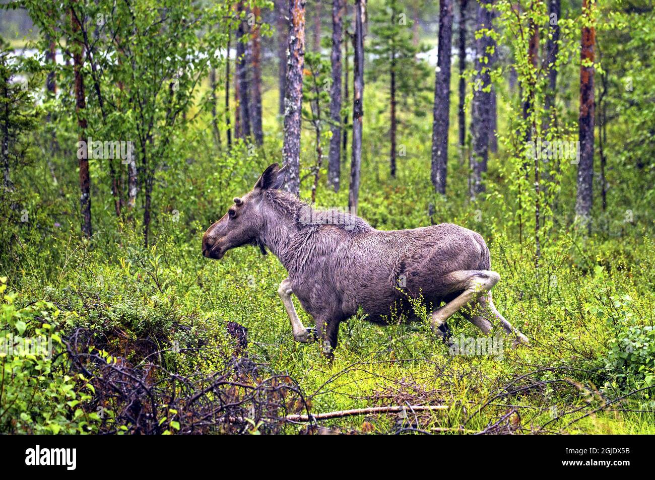 European moose (Alces alces) Photo: Bengt Ekman / TT / code 2706  Stock Photo