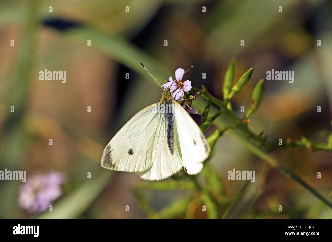 Small White Butterfly on Sea rocket (Pieris rapae) Photo: Bengt Ekman / TT / code 2706  Stock Photo
