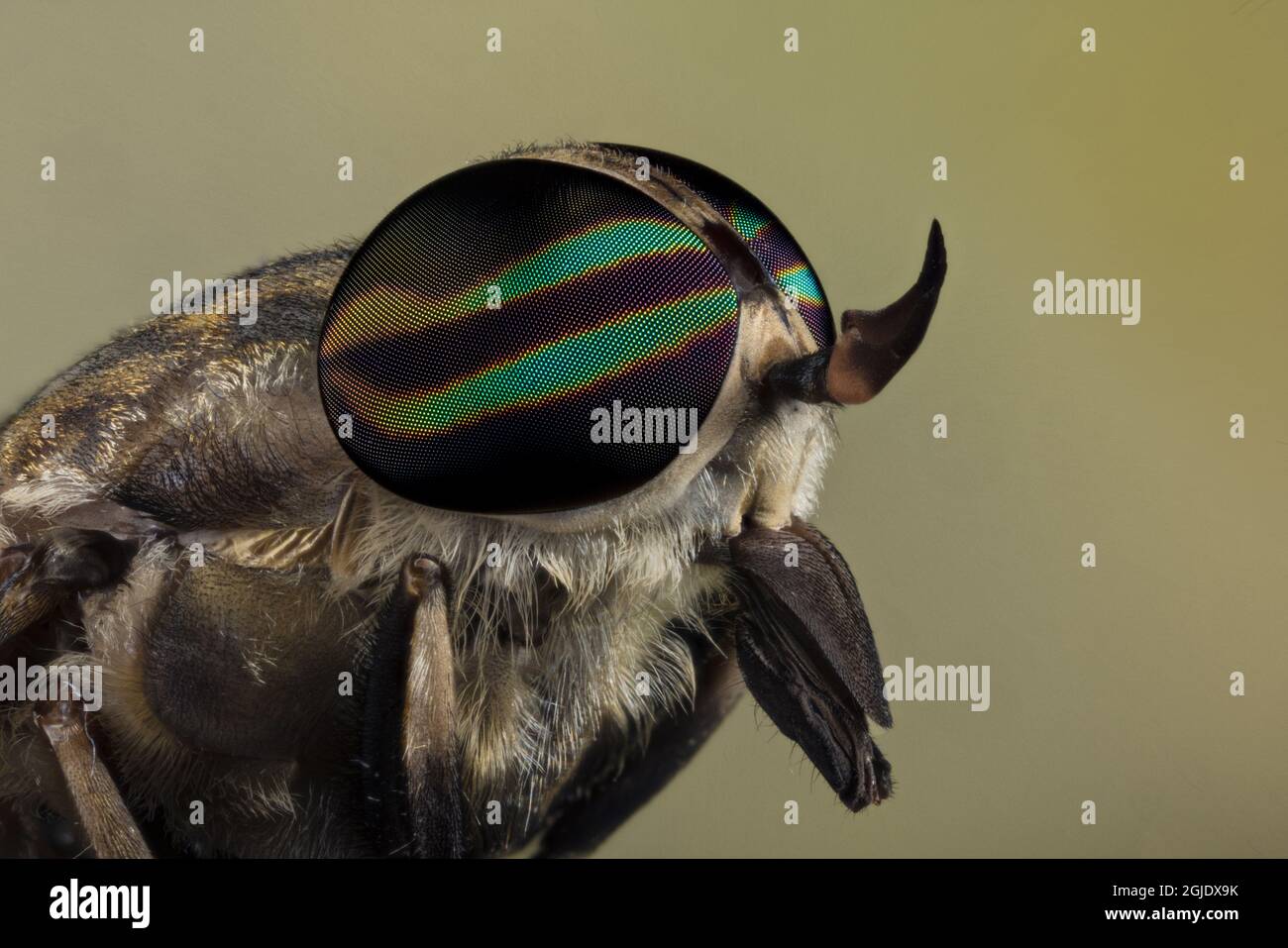 Horsefly, Creasey Mahan Nature Preserve, Kentucky Stock Photo Alamy